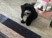 Beautiful Black & White Maltipoo Female Puppy – Loving Home Wanted