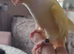 Lutino conure needs special home