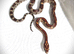 Corn Snake babies