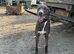 Deer bull grey , 14 months old , working or pet