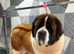 We have 4 beautiful male Saint Bernards puppy’s remaining