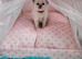 3 Championship Ragdoll (Cherubim)beautiful kittens with Genetic Test Certyficate HCM and PKD.