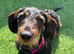 Wirehaired Dachshund Bitch