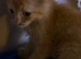 Ragdoll Shpynx mixed kittens