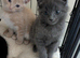 Maine coon kittens