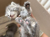 Mainecoon silver /greys