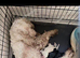 3 girls left f2 cockapoos ***READY NOW***
