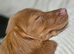 Red working cocker spaniel