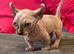 Beautiful Rare Sphynx Dwelf Female Kitten