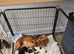 Corcker spaniel