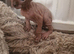 Sphinx Canadian
