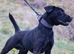 Working patterdale