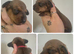 PRA CLEAR MINIATURE DACHSHUND GIRLS