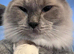 Adorable Pedigree Ragdoll Kittens For Sale