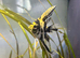 3 angel fish juvenile for sale