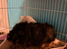 2 Male guinea pigs looking for a good home.