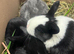 Adorable Rex x Dutch x Lop Baby Rabbits