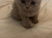 British shorthair blue kittens