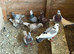 Pigeons