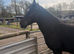 15.1 gelding