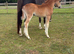 Welsh Sec B filly foal