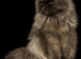 exotic persians