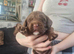 Sprocker Puppies for sale girls and boys