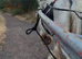 Ride and drive 11.1 filly