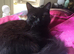 **STILL AVALIABLE**  1 year old black meduim haired female