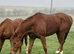 16.1 Chestnut gelding 6yrs