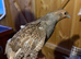 Grey Partridge Pairs