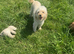Cream toy poodle small beautiful natured