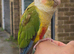 Friendly Female Conure (DNA-Sexed, Hand-Reared)