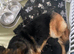 KC German shepherd puppies