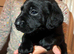 4 left! Black Labrador Puppies