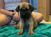 South African boerboels