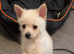 Stunning male pom chi