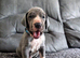 EXCEPTIONAL GREAT DANE PUPPIES – CHAMPIONSHIP BLOODLINES