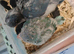 Mauve / Blue Quaker babies