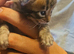 Cashmere and cashmere carrier bengals