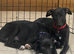 Whippet puppys