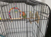 2 lovebird