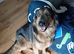 Forever home for Luna