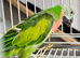 Male and female Moustache Parrots