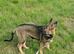 German shepherd x collie puppy (shollie)