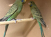 Young Blackface Budgies