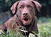 Dark chocolate Labrador Stud dog