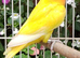 Fischer's Lovebirds with DNA/Gender certificate
