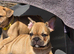 9 week old french bulldog pup