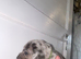 Our beautiful nala has had a lovely litter of 11